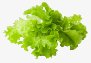 Lettuce Slice Png Clipart Free Stock - Lettuce Hd