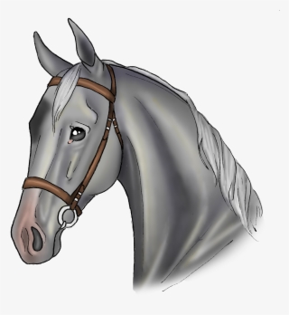 Oreo - Stallion