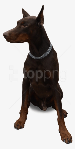 Dog Sitting Png Free Hd Dog Sitting Transparent Image Pngkit