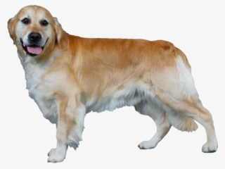 Dog Png, Download Png Image With Transparent Background, - Golden Retriever