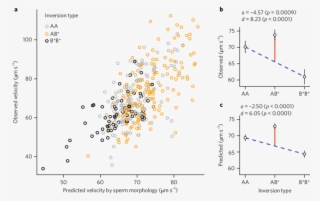 Sperm Swimming Speed As A Function Of Male Z-chromosome - Diagram