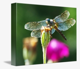 Smiling By Eric Jenkins - Dragonfly