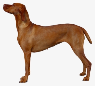 Dog Png, Download Png Image With Transparent Background, - Cão Vizsla