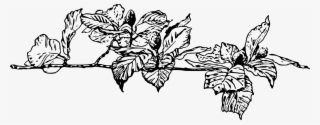 This Free Icons Png Design Of Beech Branch