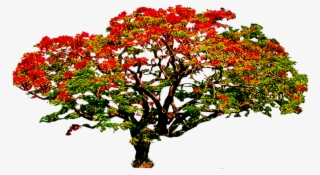 Photo Poinciana3 Zpsay93z9di - Royal Poinciana Tree Png