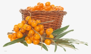 This Png File Is About Shrubs , Sea Buckthorn , Hippophae - Sea Buckthorn Png