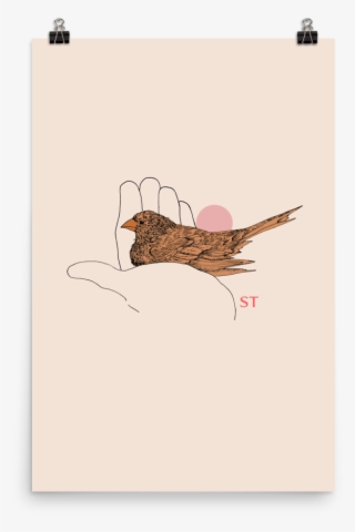 Brown Thrasher