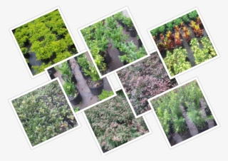 Common Shrubs At Longwood Gardens Nursery And Landscaping, - Botanical Garden