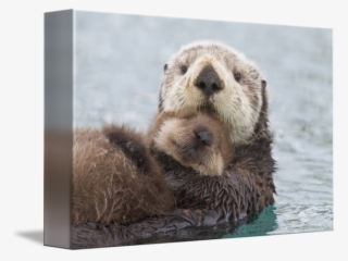 Real Life Zootopia Animals