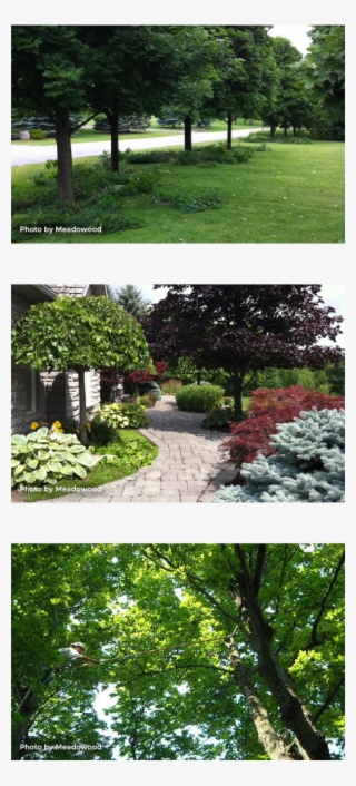 Why Do We Prune - Yard
