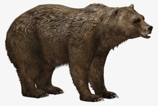 Grizzly Bear - Short Faced Bear Png