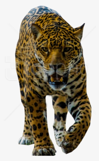 Free Png Jaguar Walking Png Images Transparent - African Leopard