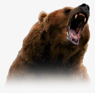 Grizzly Bear