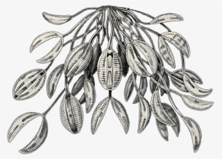 Diatomea/claw Leaves Copy This Work Is Licensed Under - Sketch