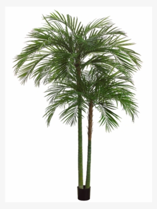 7' Areca Palm Tree X2 With 1692 Leaves In Pot Green - Sabal Palmetto