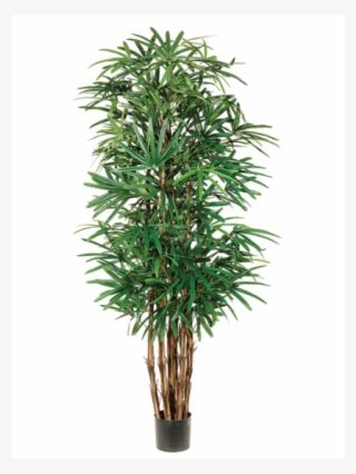 5' Lady Palm Tree X7 With 1003 Leaves In Pot Two Tone - Houseplant