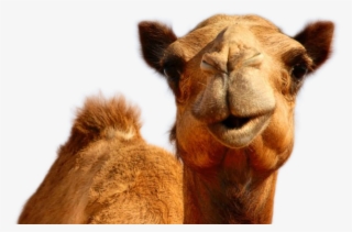 Camel Png Image - Hump Day Pure Romance
