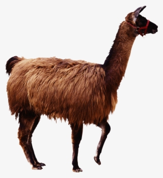 Camel Png Image & Camel Png Clipart Free Download