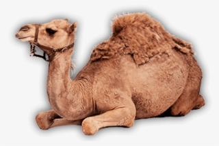 About Us - Arabian Camel