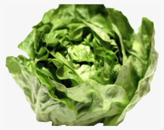 Lettuce Png Image - Png Lettuce