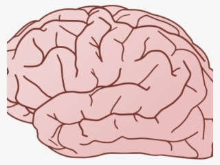 Brain Clipart - Brain With No Background