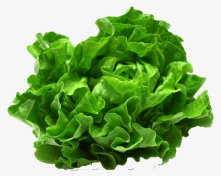 Meals - Vegetable Cruelty