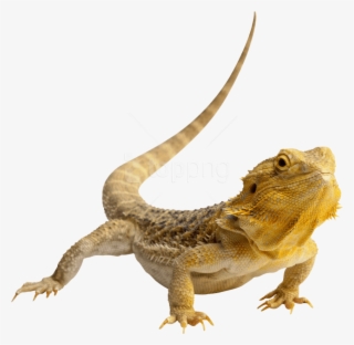 Free Png Download Lizard Photo Png Images Background - Lizard Png