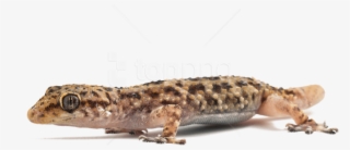 Download Lizard Png Images Background - Turkish Gecko