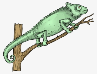 Horned Lizard Png Picture - Insectivores