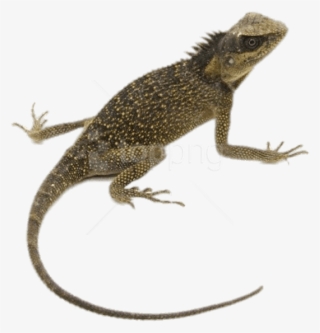 Free Png Download Mountain Horn Lizard Png Images Background - Lizard Transparent