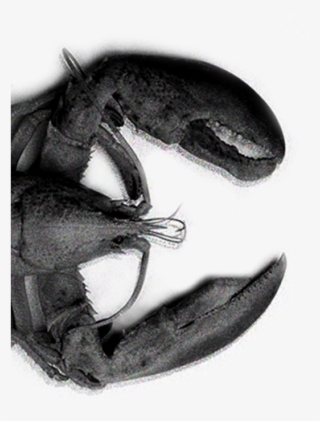 Lobster In Black And White - House Fly