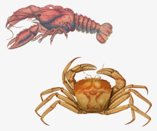 Lobster Transparent Background Png - Lobster Art