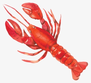 American Lobster