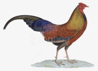 Free Png Download Rooster Drawing Png Images Background - Rooster