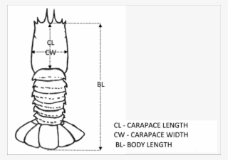 Morphometric Measurements Of Lobster - Morphometric Measurement Of Lobster