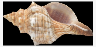 Shell, Free Pngs - Myrtle Beach