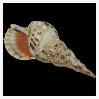 Shell, Free Pngs - Conch Shell Lord Of The Flies Transparent