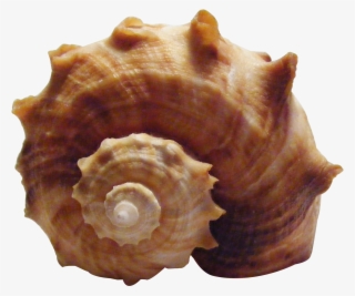 Seashell Shankha Sea Snail Transprent Product Conchology
