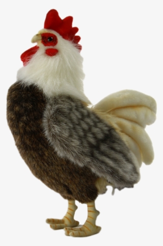 Bantam Rooster - Rooster