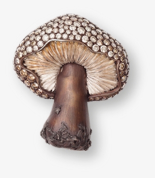 Pleurotus Eryngii