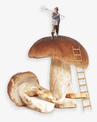 Melba Toast With Pâté - Shiitake