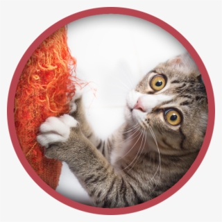 Cat Boarding - Stop Cat Scratching