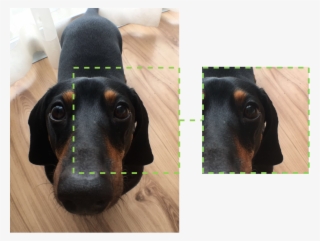 1592px Gst Ptzr Bart - Dachshund