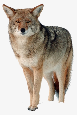 Coyote Png Free Download - Canada Goose Fur