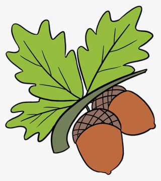 How To Draw Acorns - Draw An Acorn