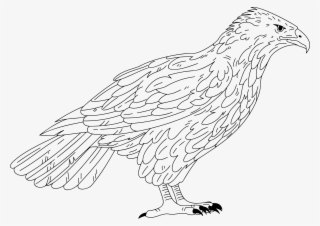 2350 X 1661 3 - Falcon Coloring