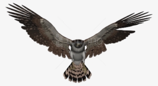 Free Png Download Falcon Png Images Background Png - Falcon Transparent Background