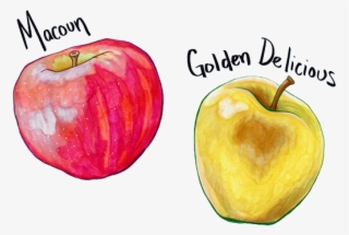 Decorative Image Of Apples - Mcintosh