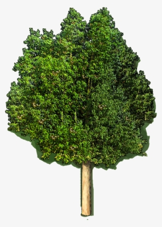 206259 Castanea Dentata Jlwz 23 Jan 2019 - Tree With White Background