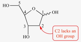 Monosaccharide, Rna, Furanose, Α, Β, Wavy Line - C 2 Of Deoxyribose